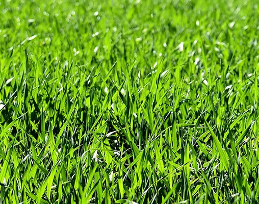 CFCO - Carbon Farming Company, Fertilizzanti, Sabbie e Terricci. Gronoamic Sport High CFCO - Carbon Farming Company, Fertilizzanti, Sabbie e Terricci. Gronoamic Sport High